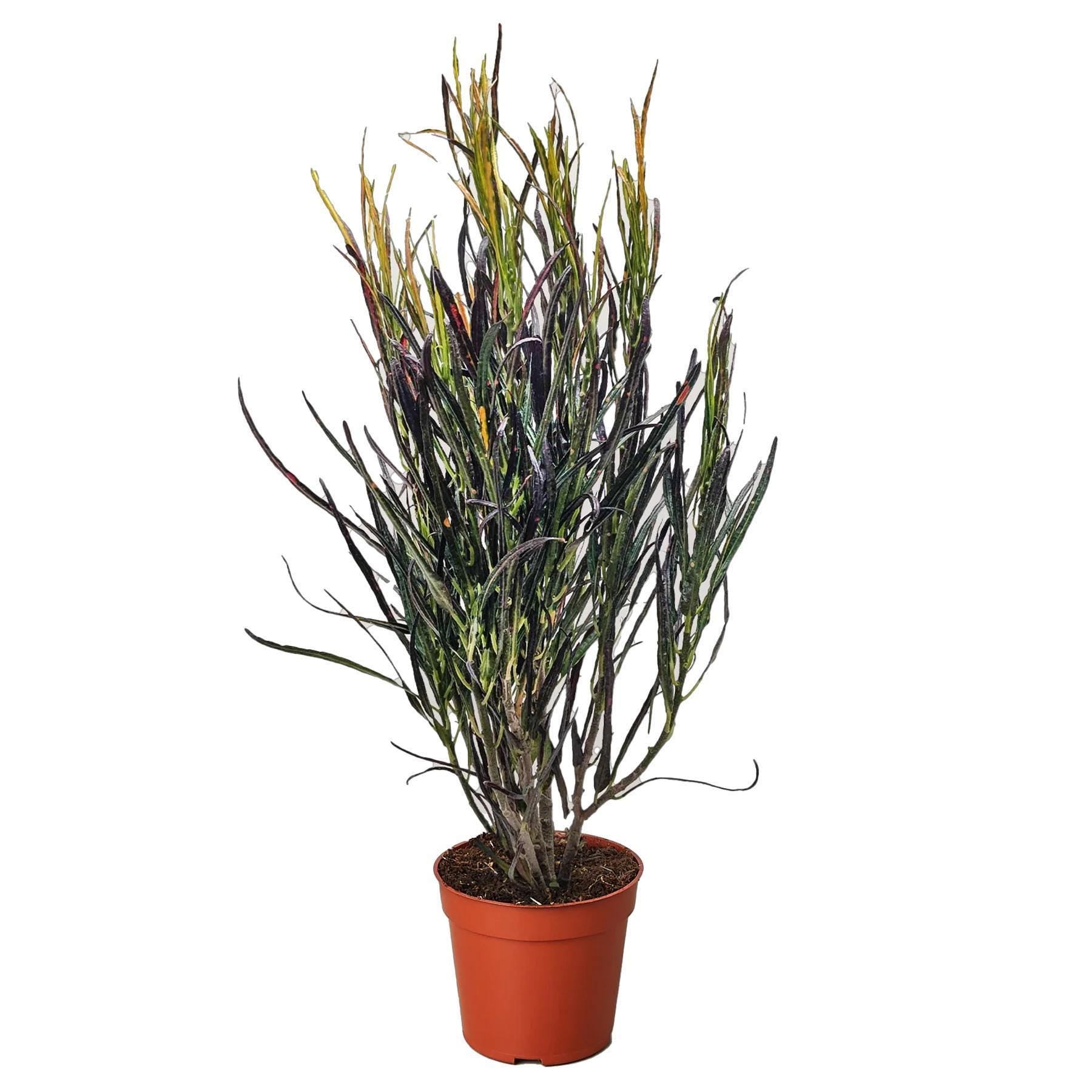 Croton 'Picasso'