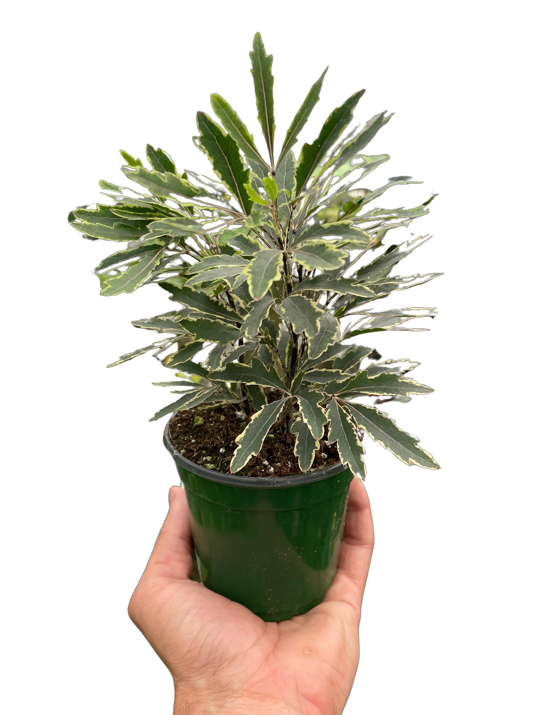 Aralia 'Bianca'