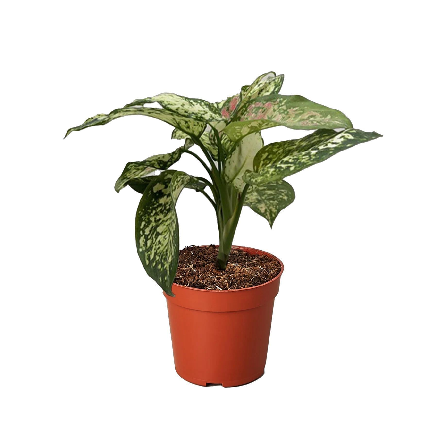Chinese Evergreen 'Wishes'