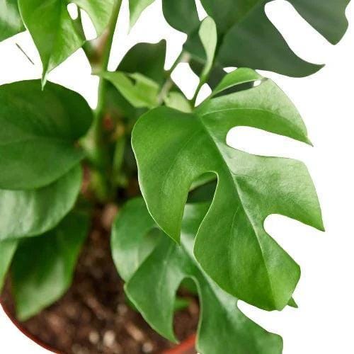 Mini Monstera - Rhaphidophora Tetrasperma