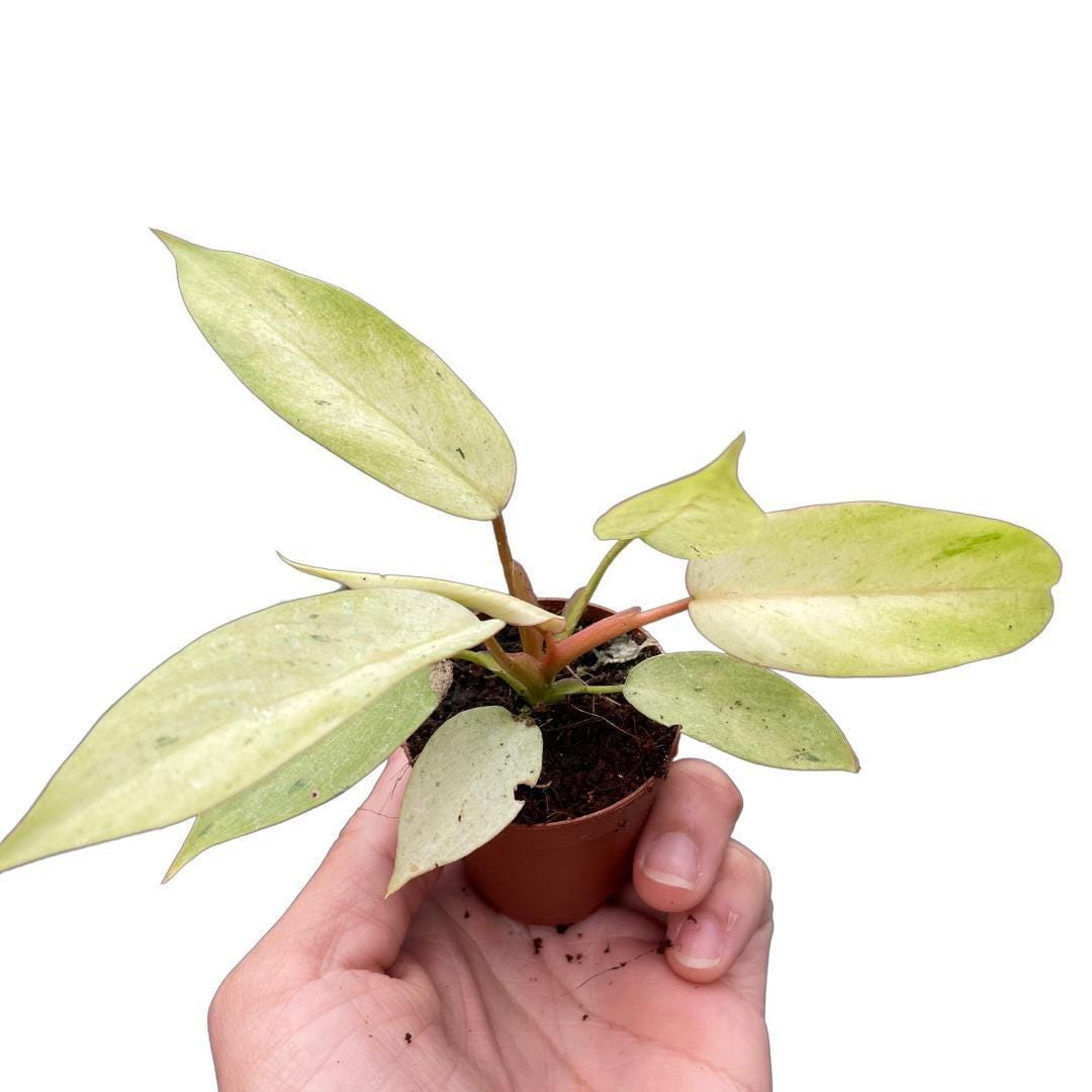 Philodendron 'Snowdrift'