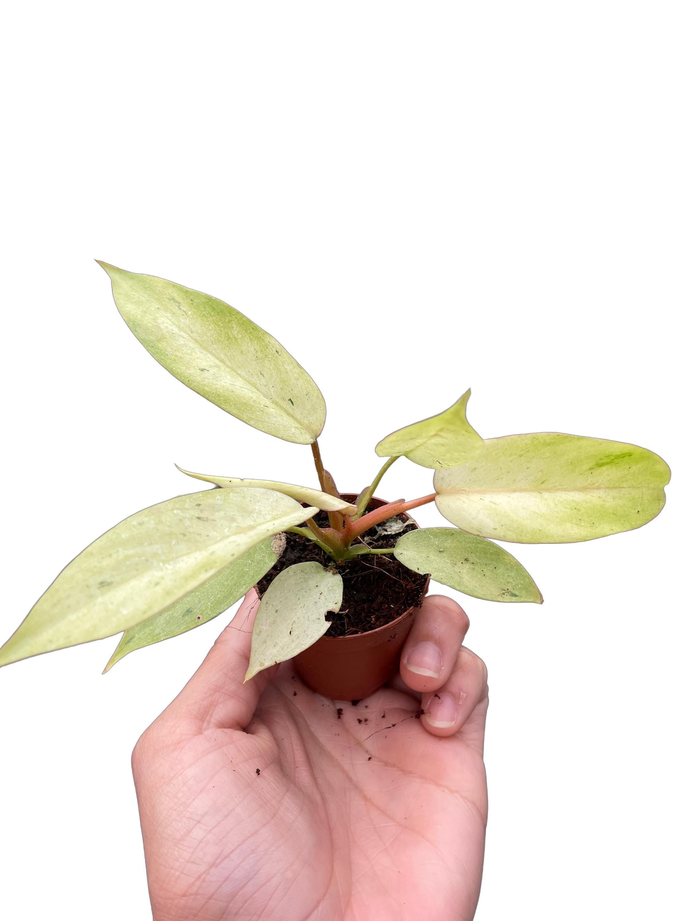 Philodendron 'Snowdrift'