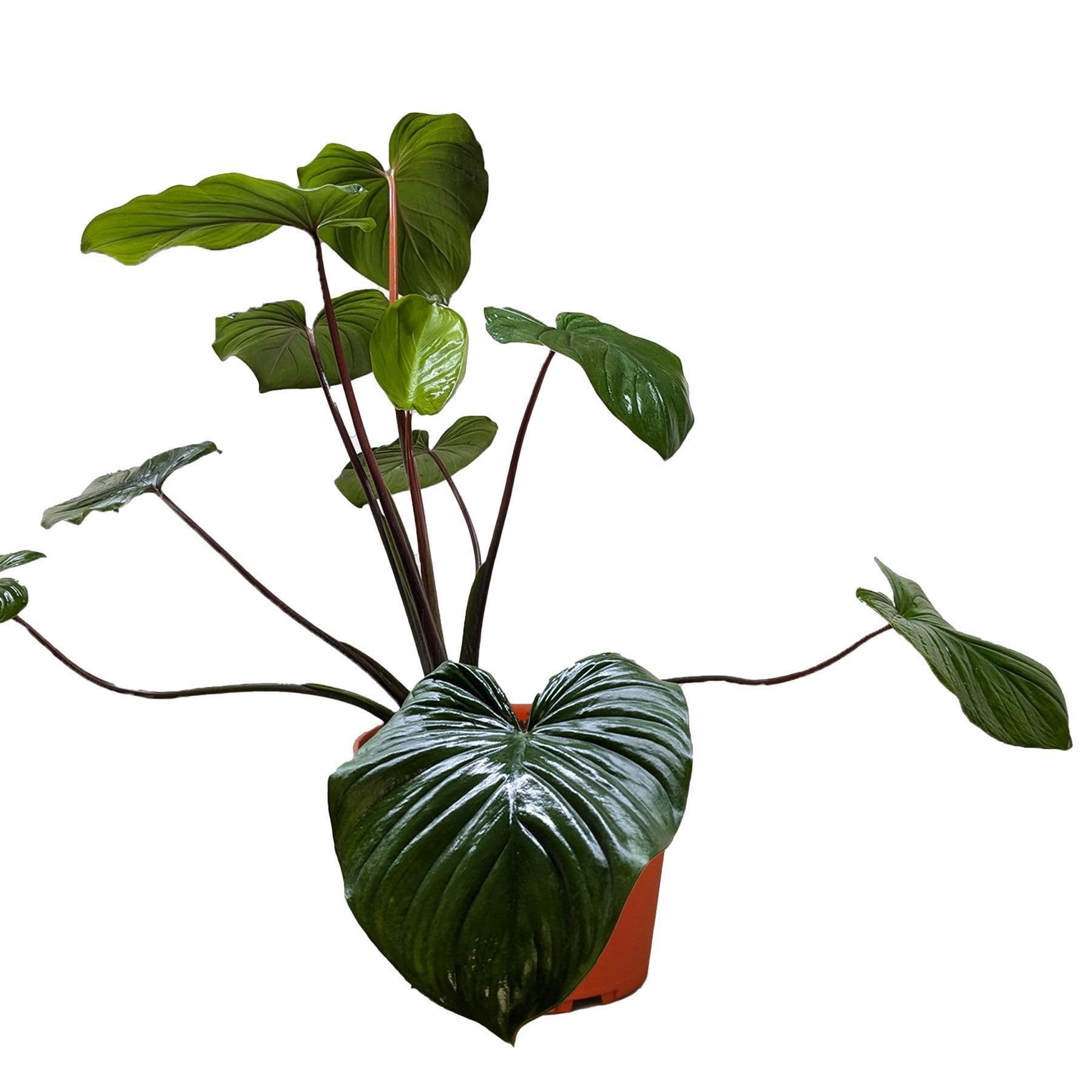 Homalomena 'Emerald Gem'
