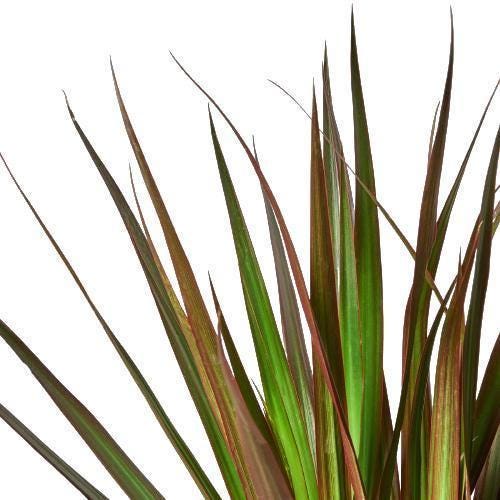 Dracaena 'Marginata Magenta'