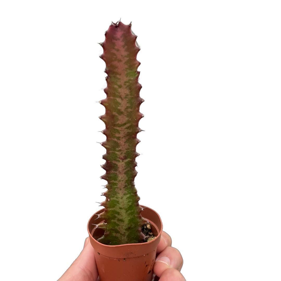 Succulent Euphorbia 'Trigona Rubra'