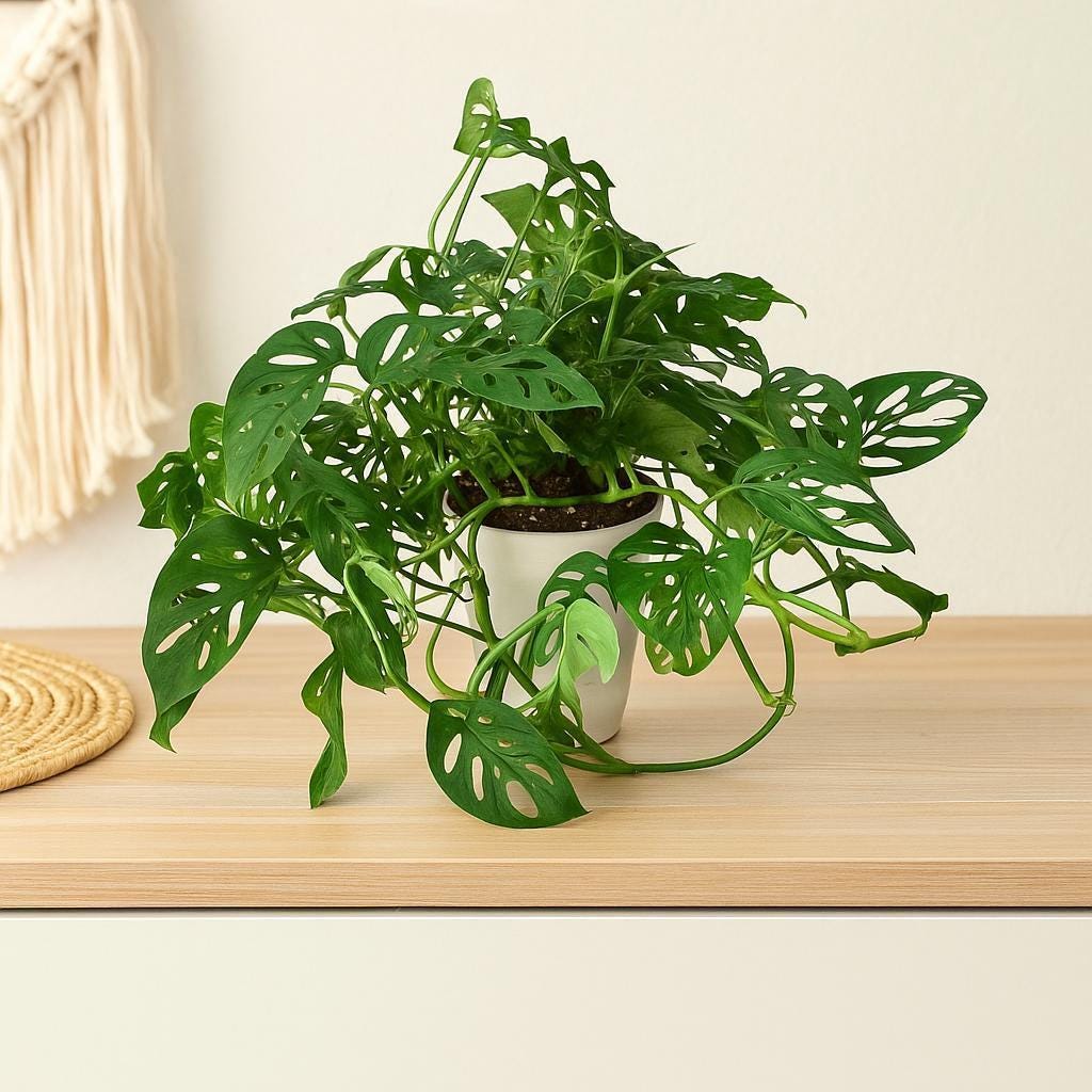 Monstera Adansonii 'Swiss Cheese'