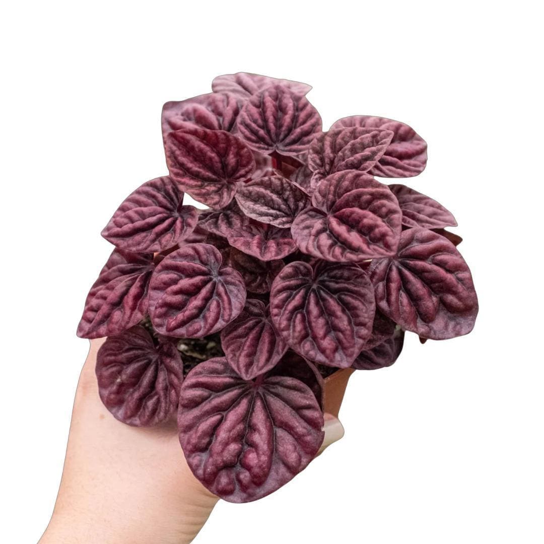 Peperomia 'Ripple Red'