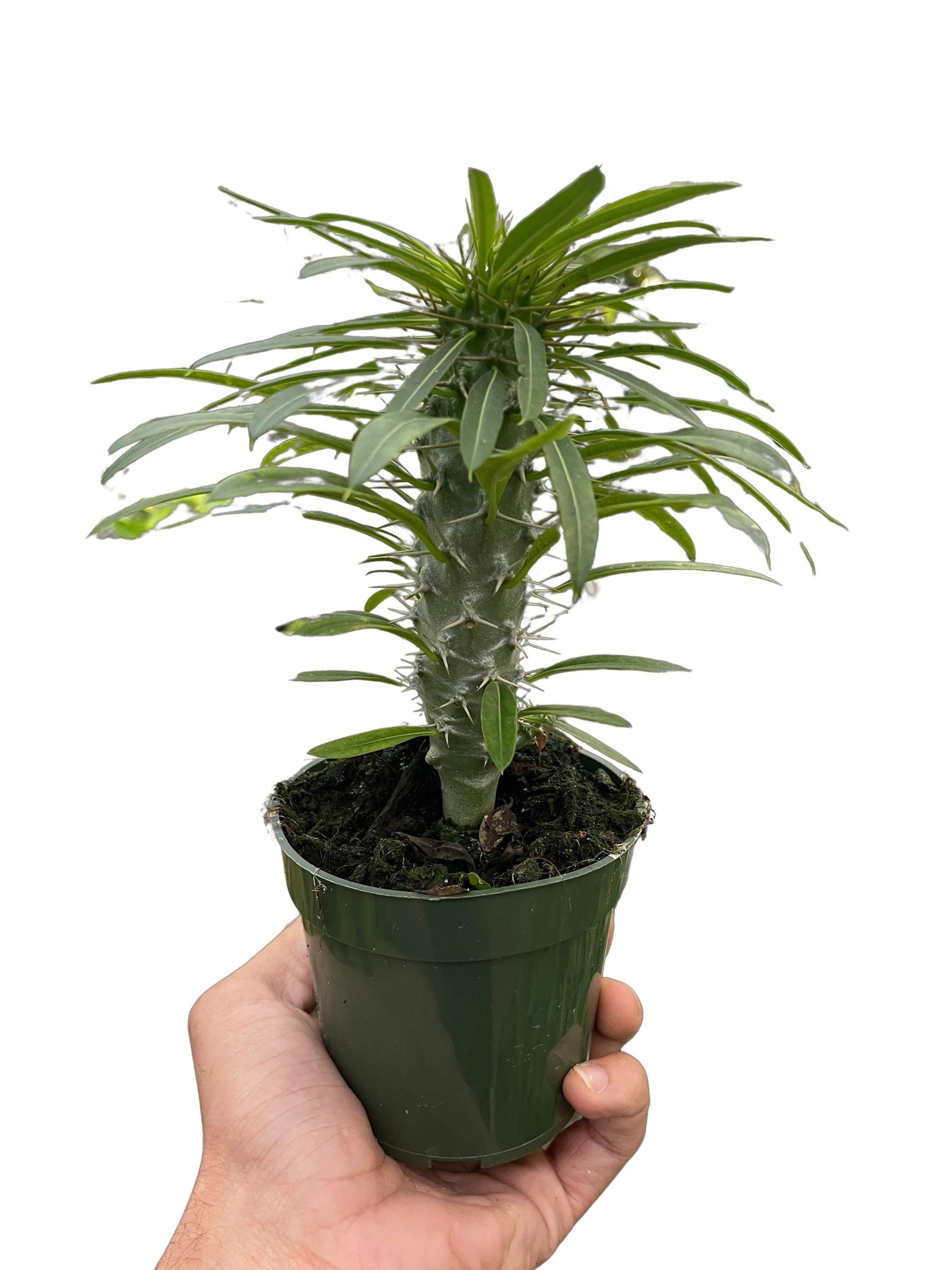 Pachypodium 'lamerei' (Madagascar Palm)