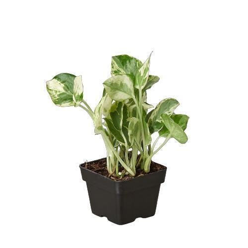 Pothos 'N'joy'