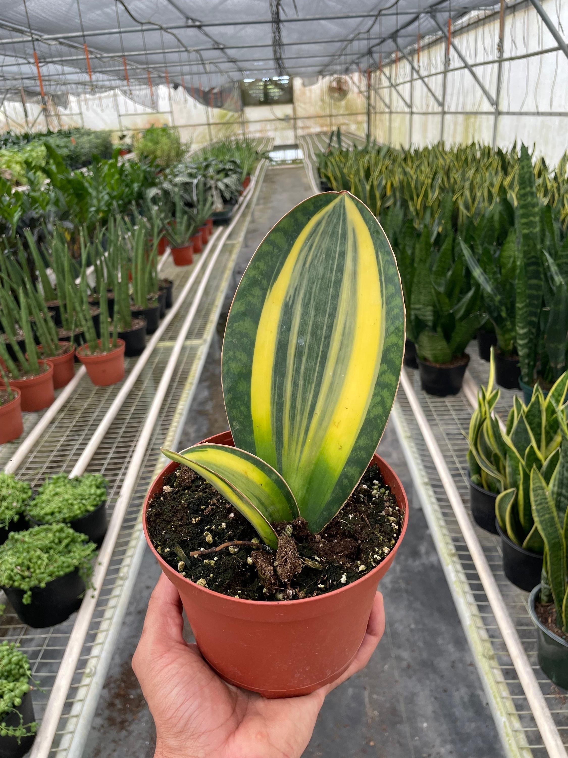 May include: A potted snake plant with green and yellow striped leaves. The plant is in a brown plastic pot and is sitting on a metal grate.