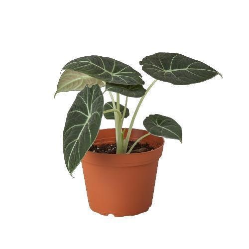 Alocasia Reginula 'Black Velvet'