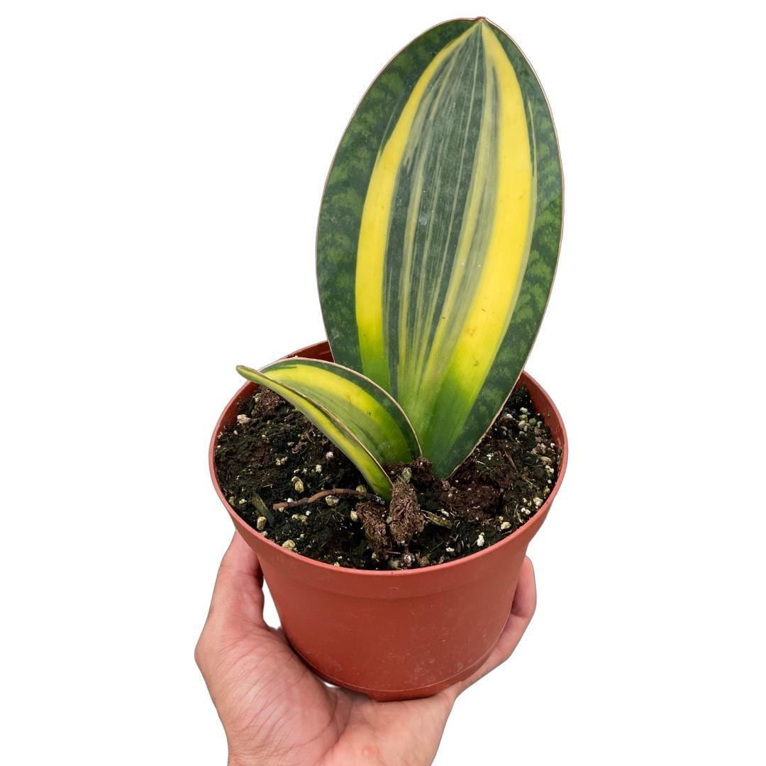 Variegated Shark Fin Snake Plant