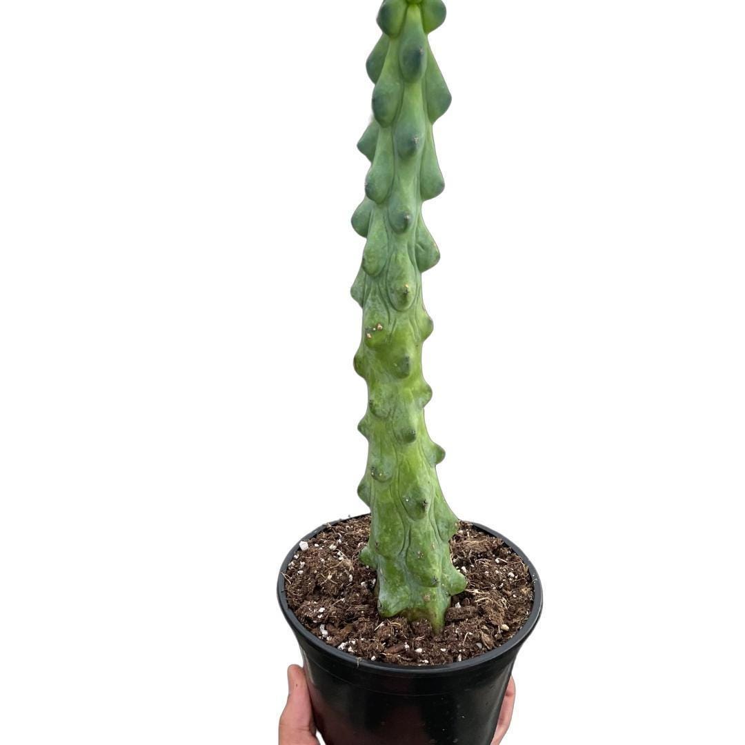 Boobie Cactus