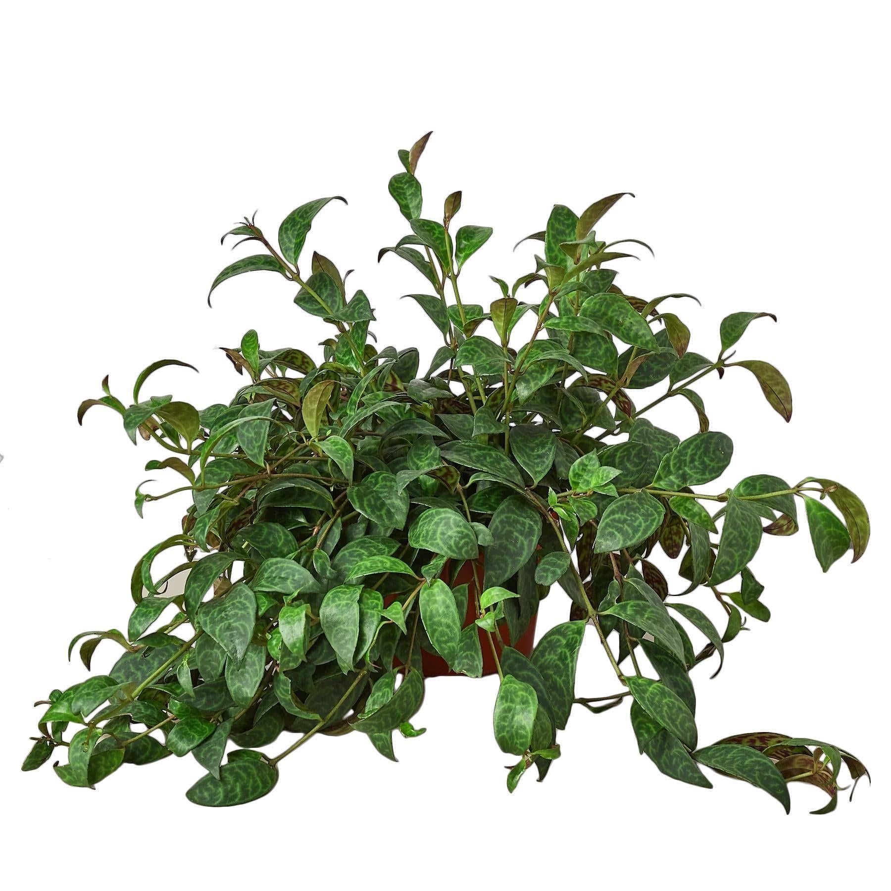 Lipstick Plant