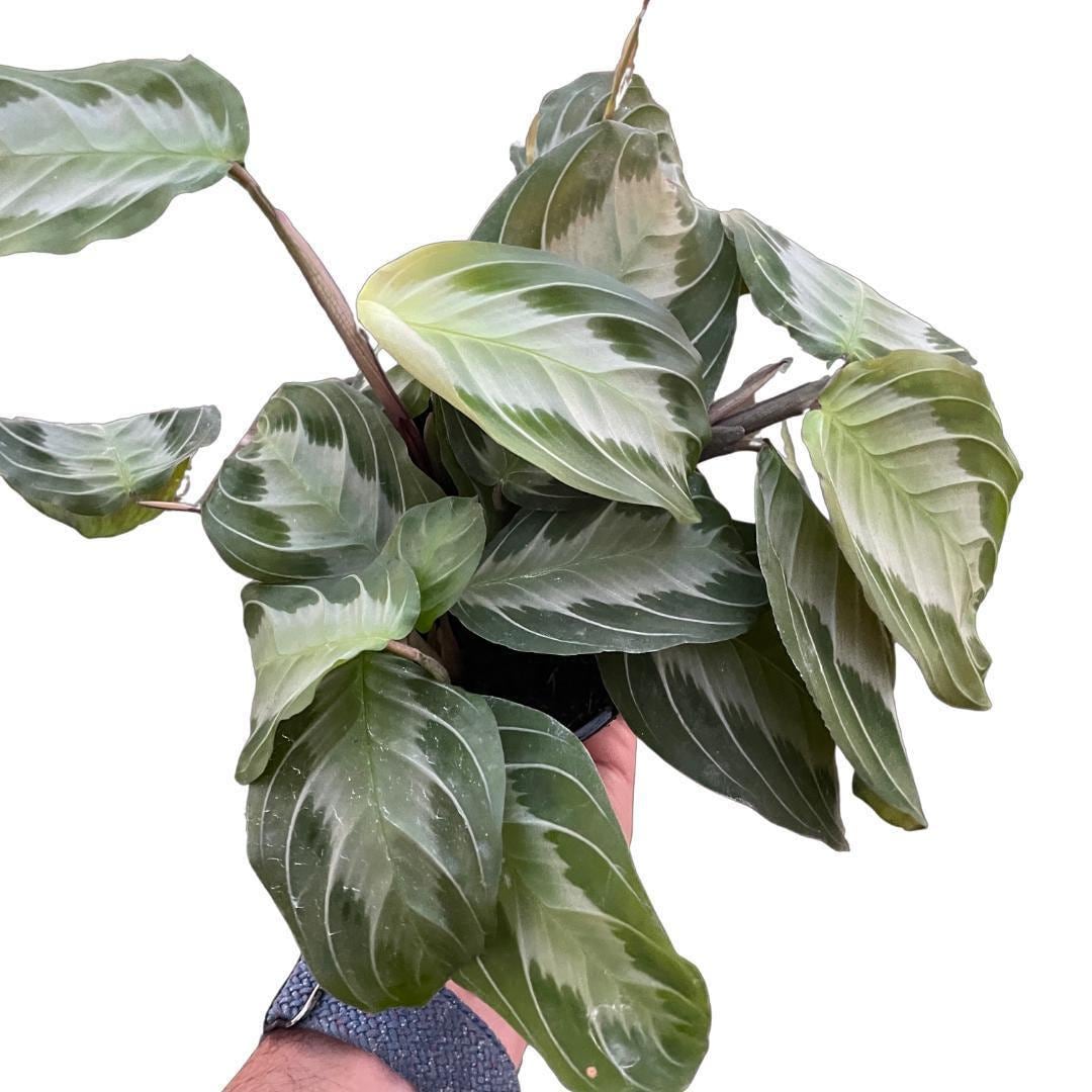 Maranta 'Silver Band'