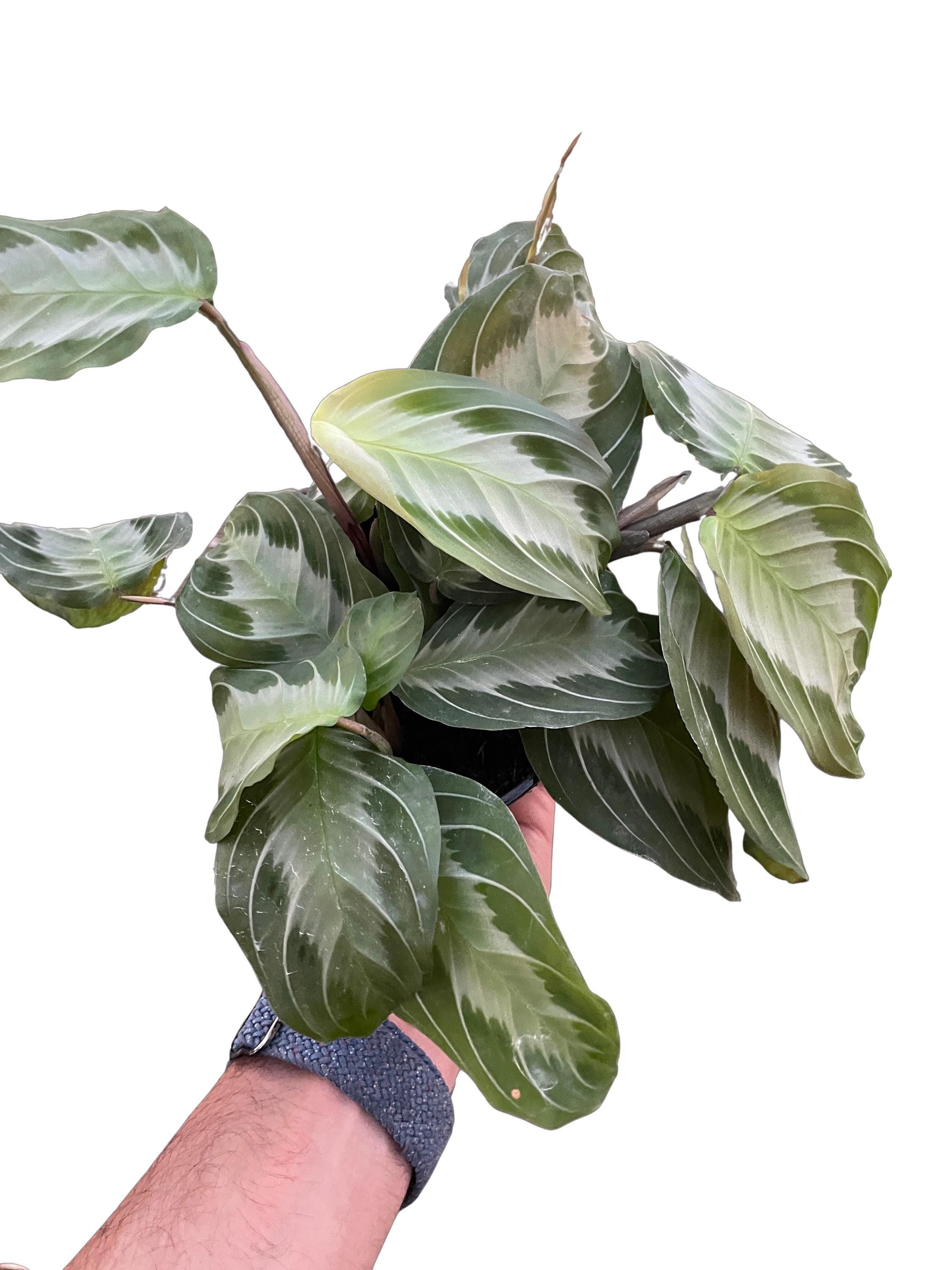 Maranta 'Silver Band'