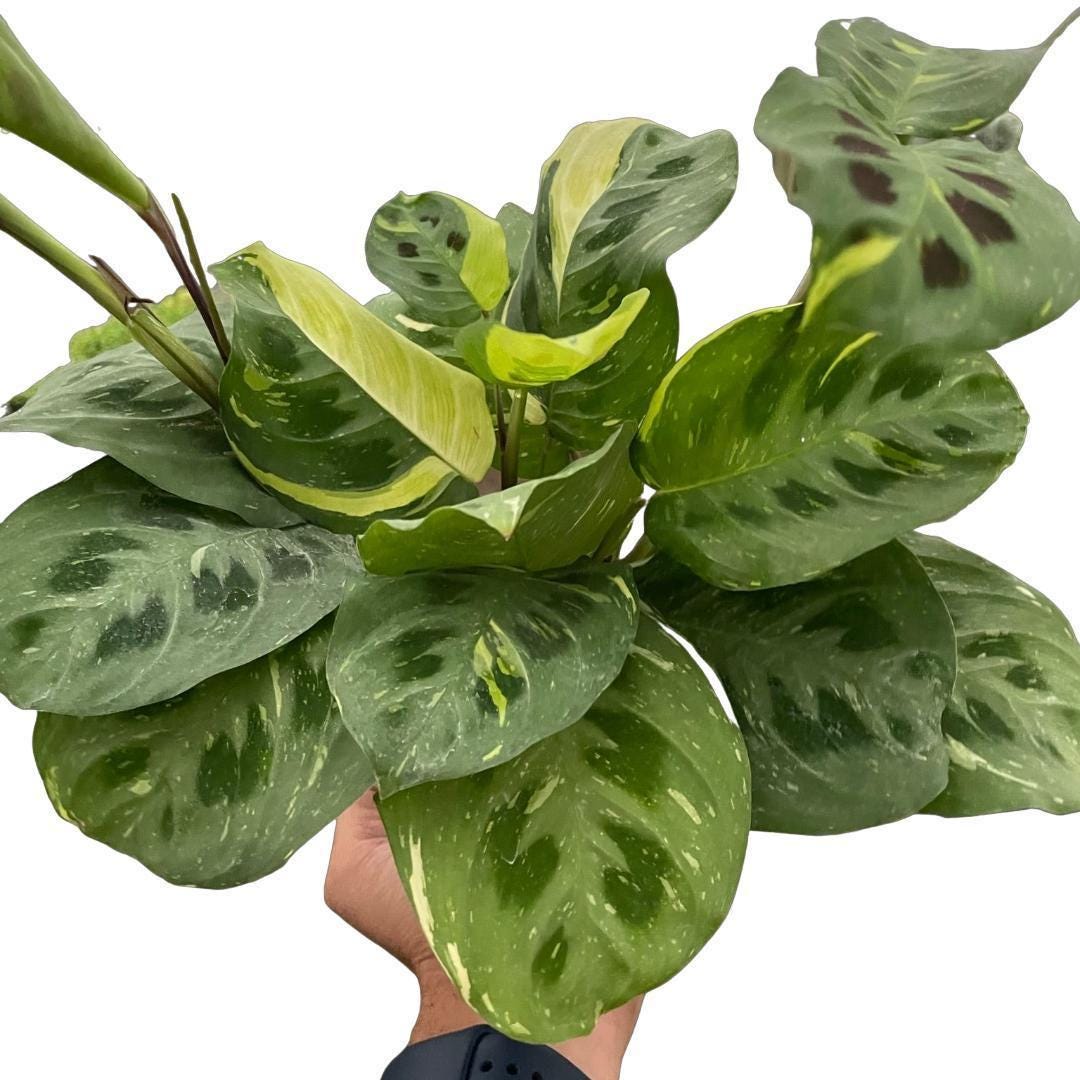 Maranta Variegated 'Beauty Kim'