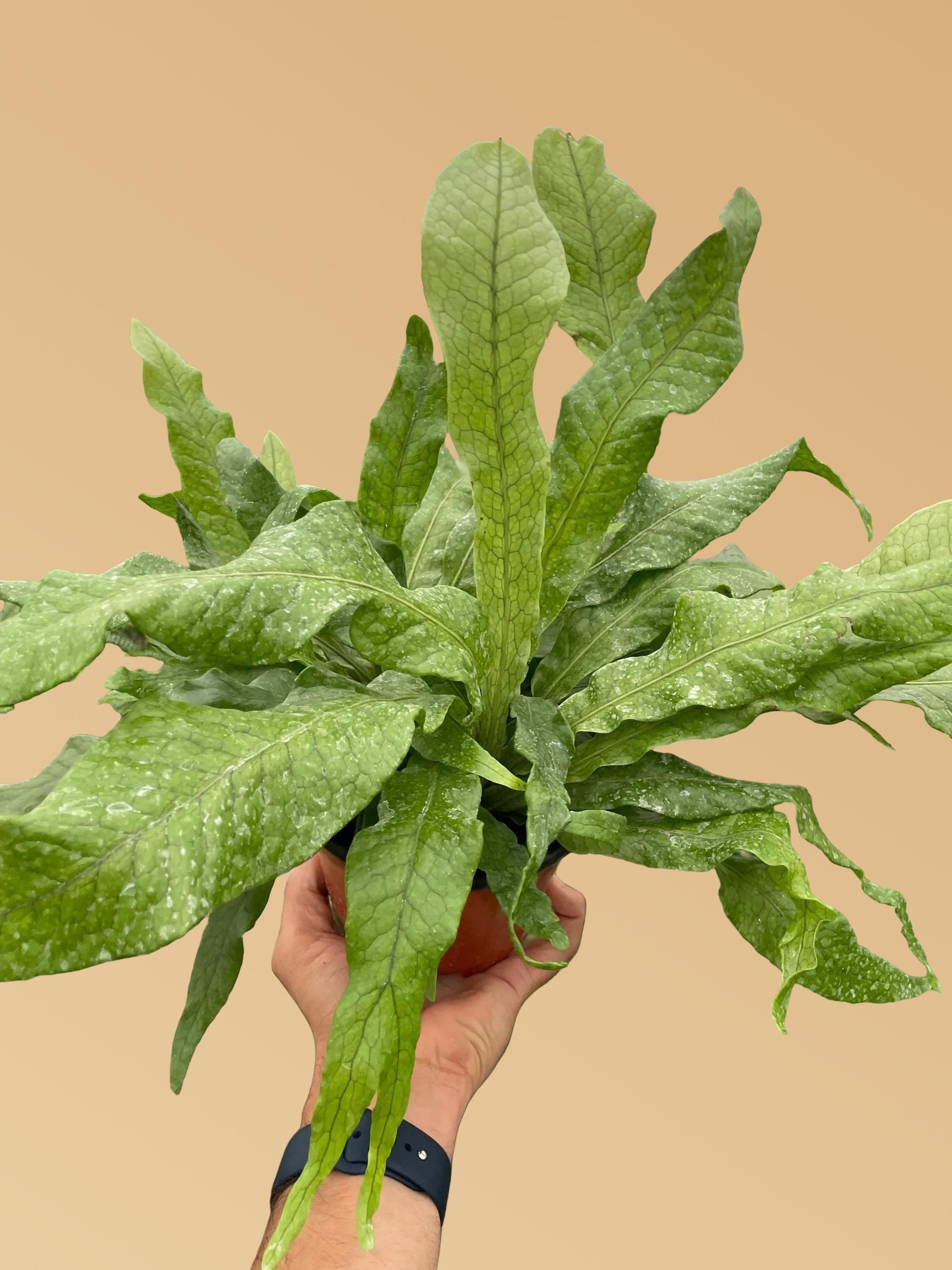 Fern 'Crocodile'