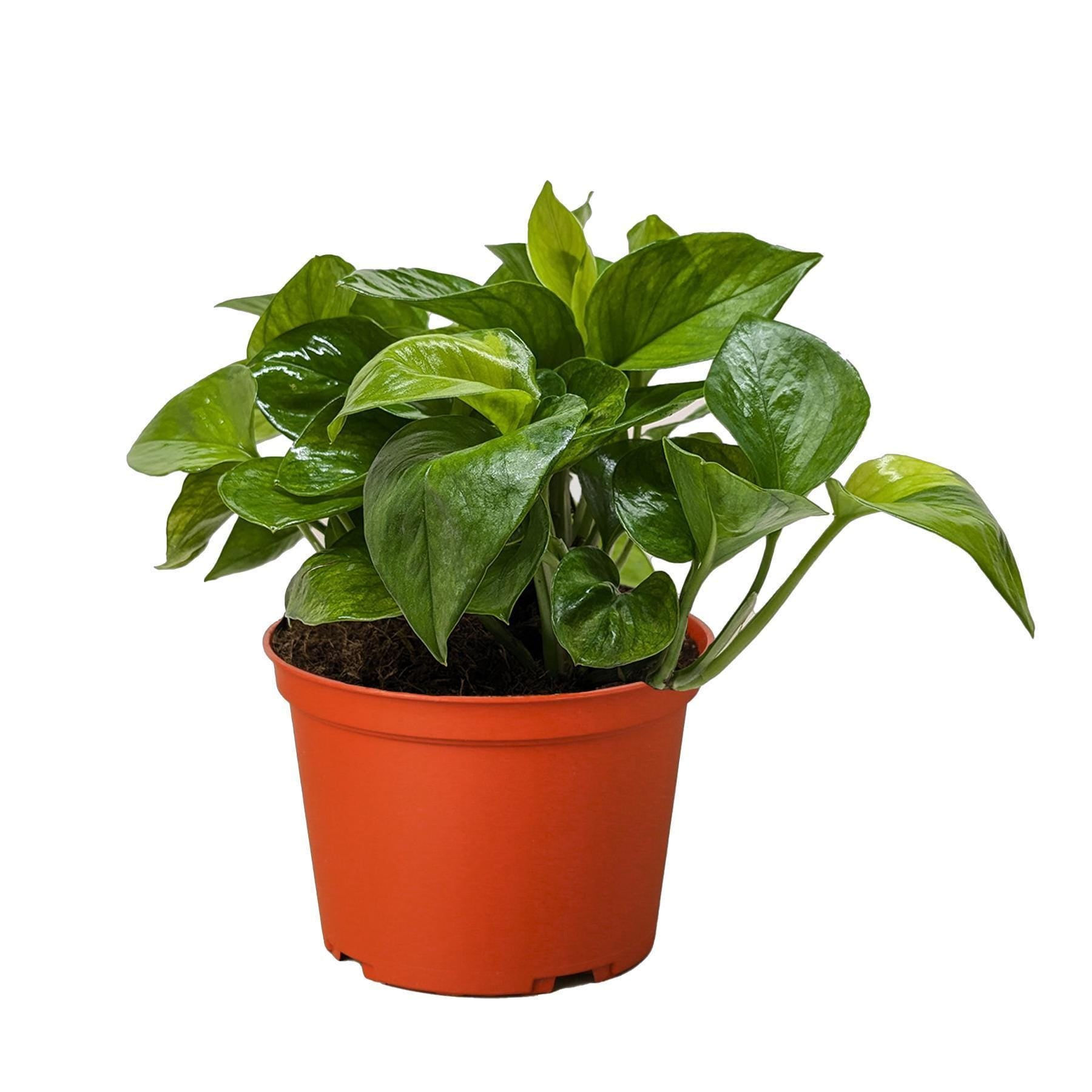 Pothos 'Lemon Top'