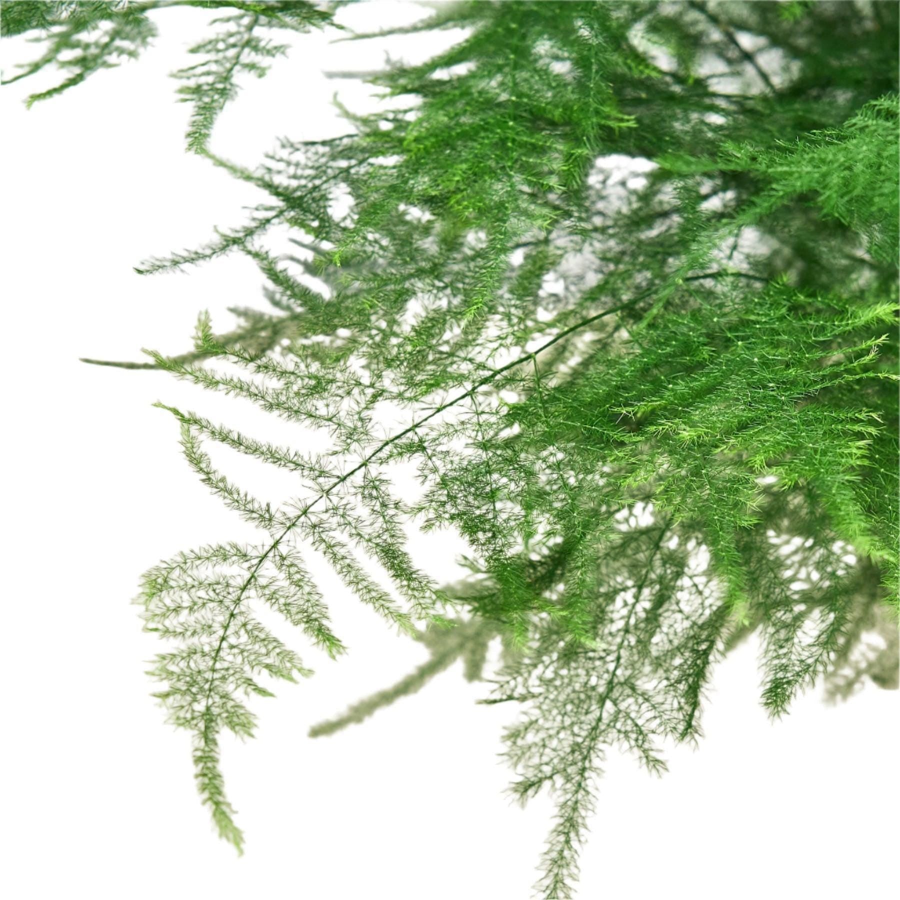 Fern 'Asparagus'