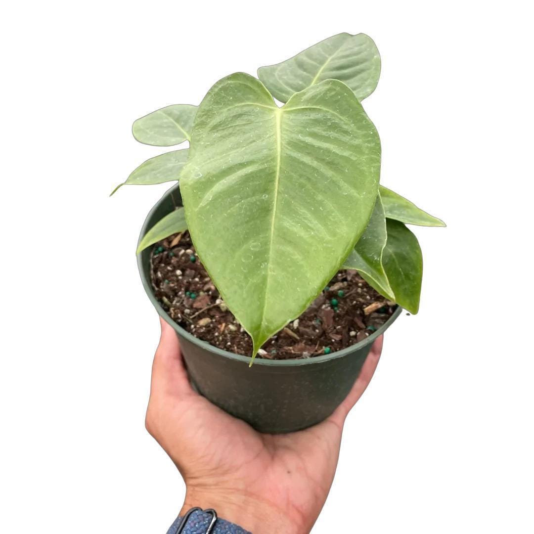 Anthurium 'Veitchii'