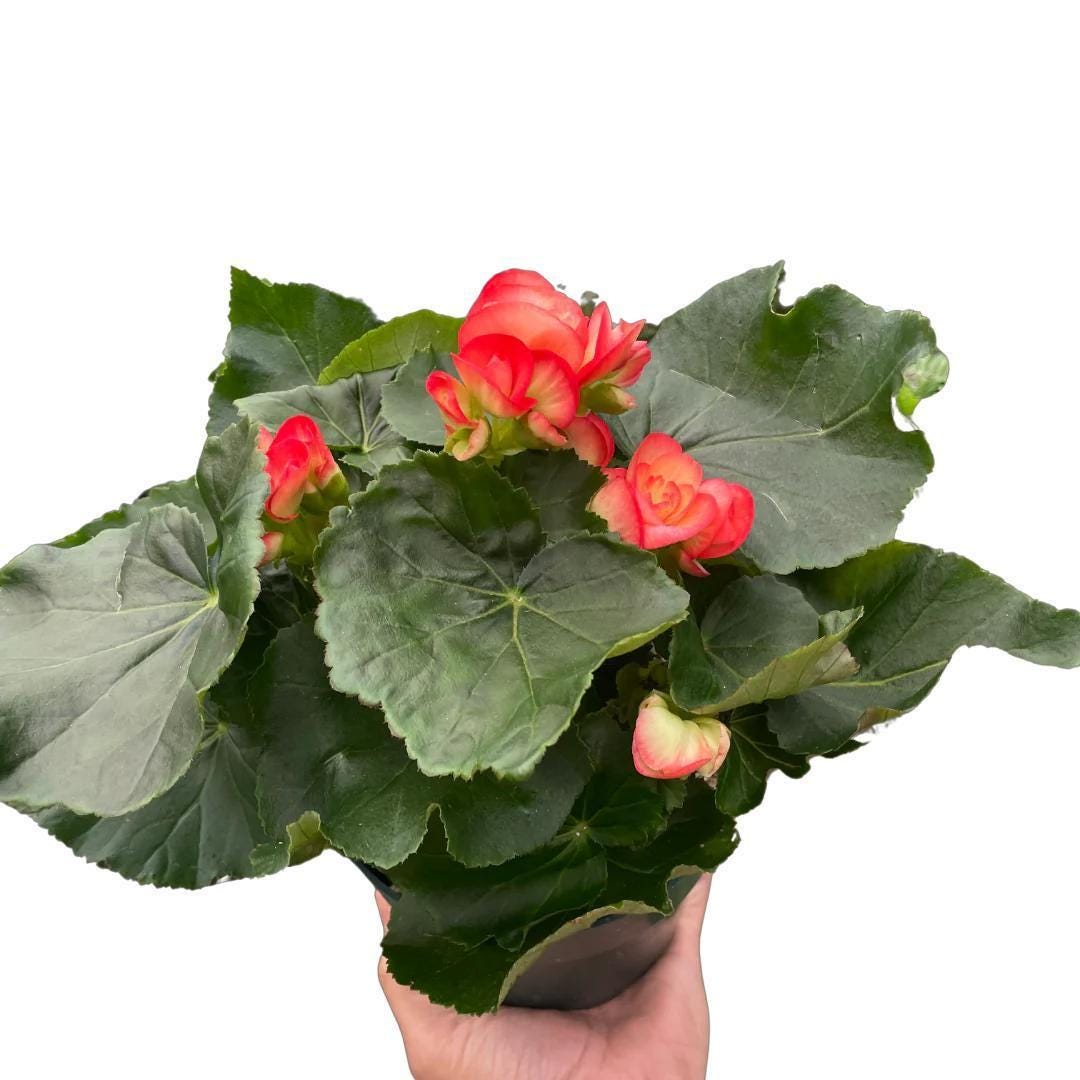 Begonia 'Reiger'