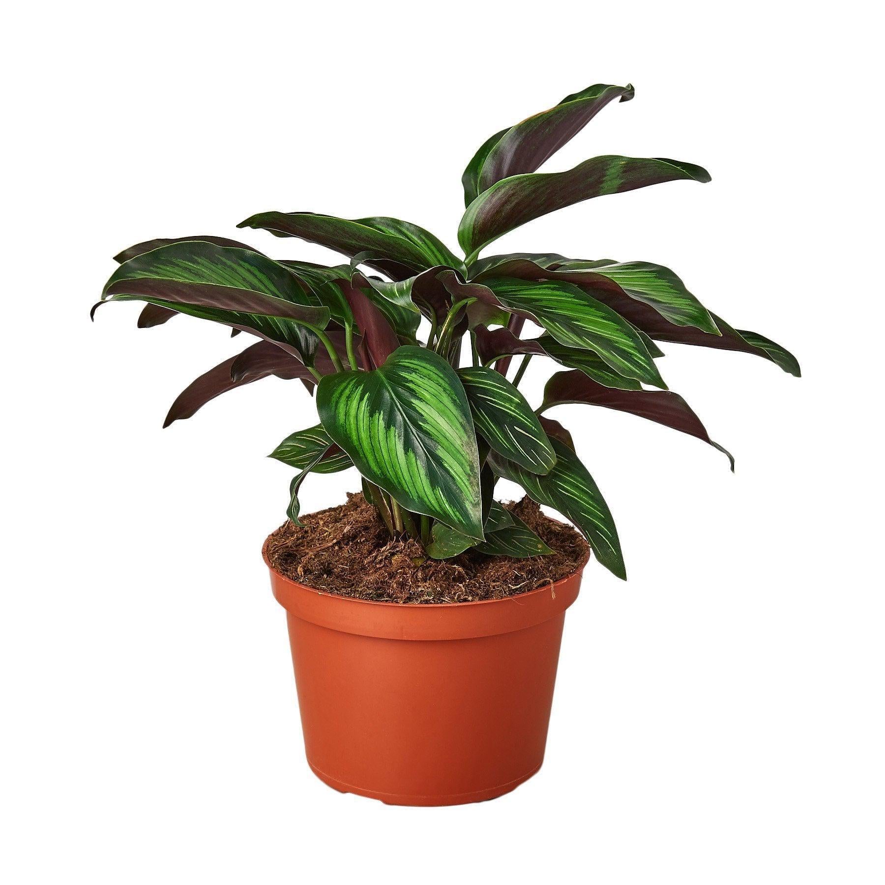 May include: A potted green and burgundy Calathea plant with long, pointed leaves. The plant is in a brown plastic pot.