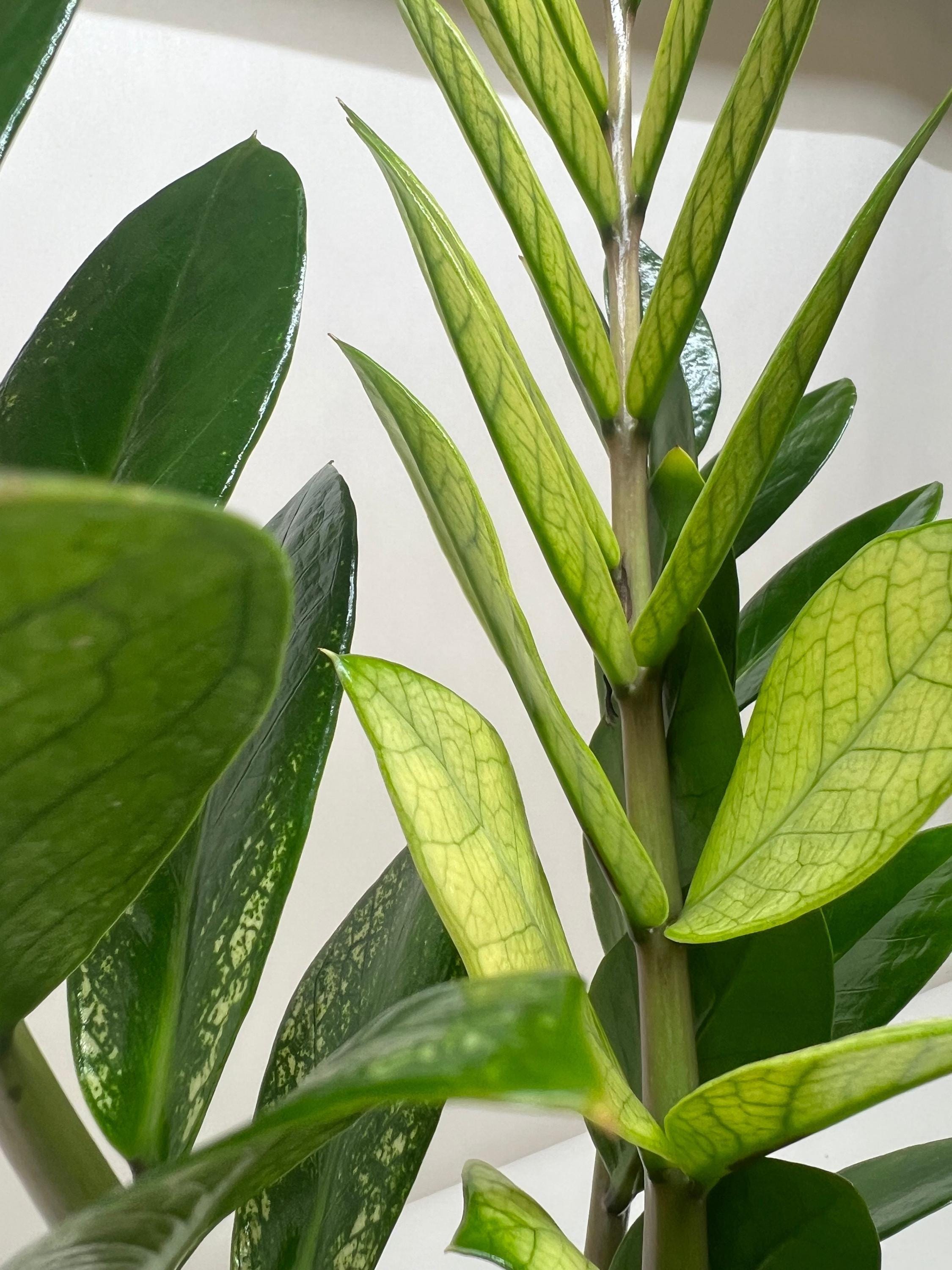 ZZ Plant 'Chameleon'