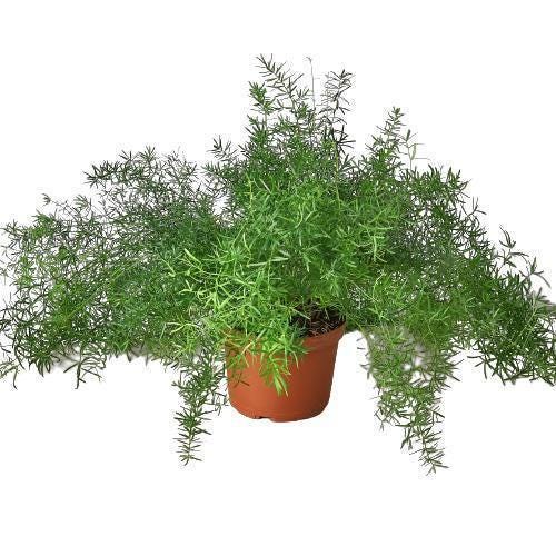 Fern 'Sprengeri'