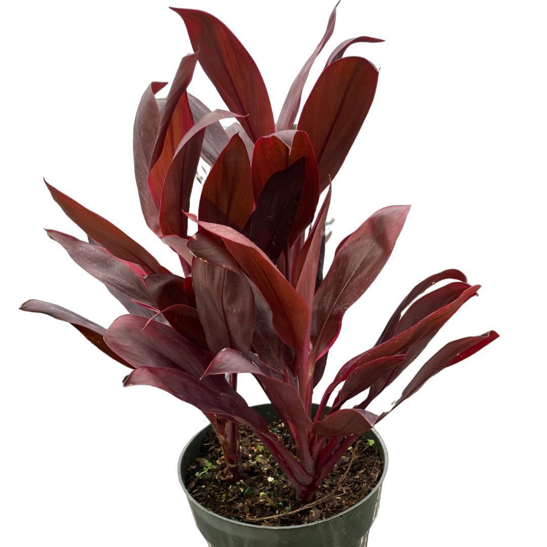Cordyline 'Calypso Queen'