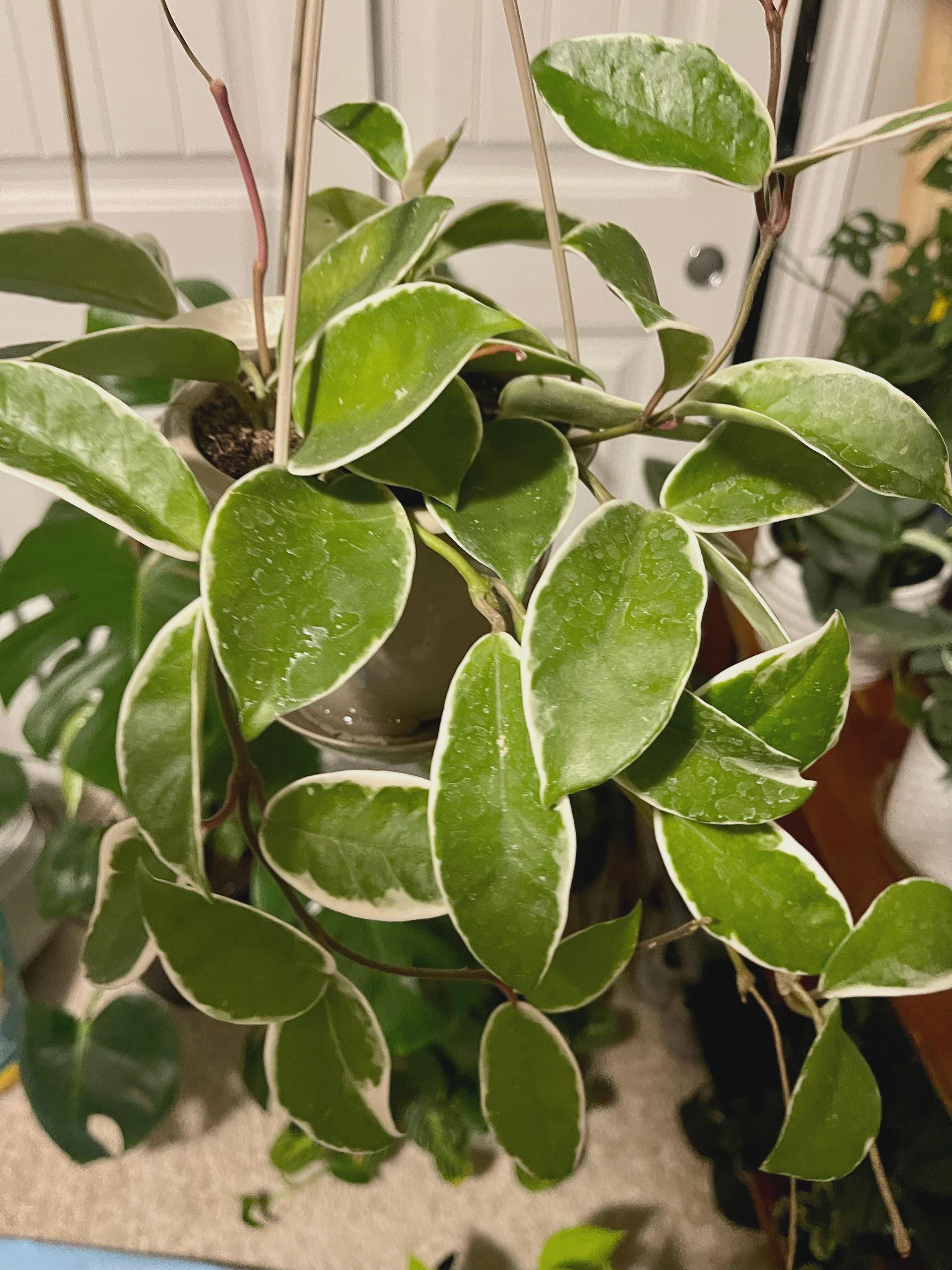 Hoya Carnosa 'Tricolor'