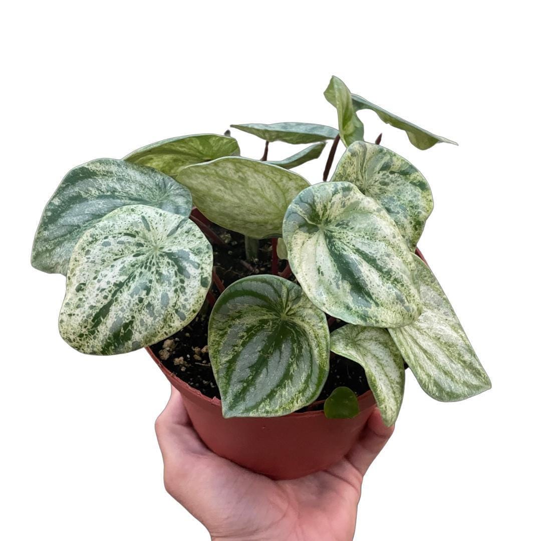Peperomia 'Watermelon Variegated'