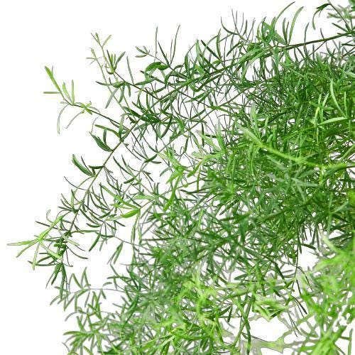 Fern 'Sprengeri'