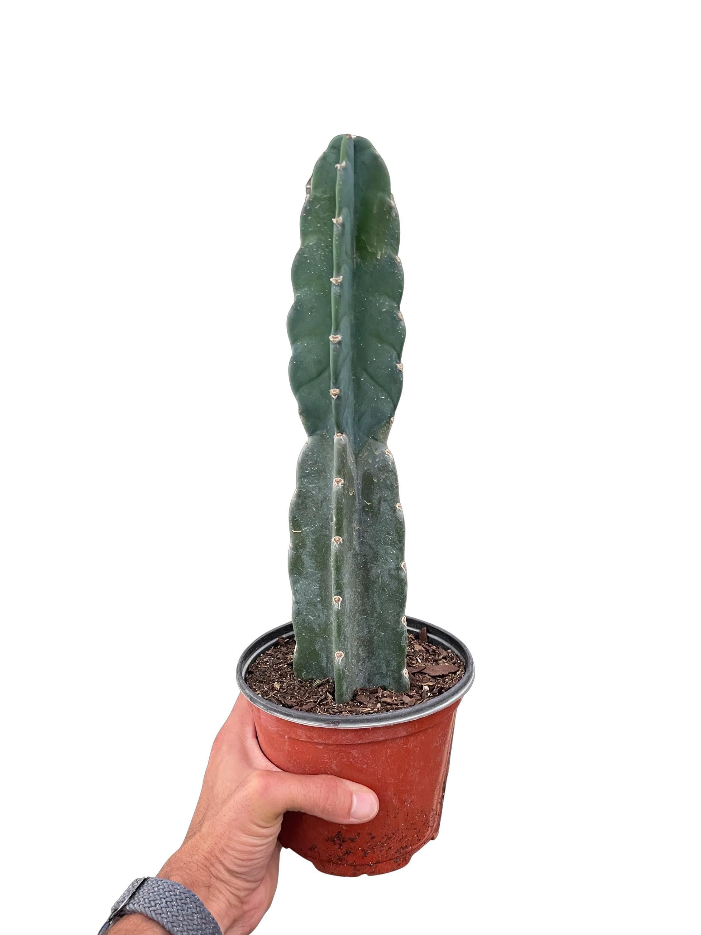 Succulent Cereus Cuddly Cactus
