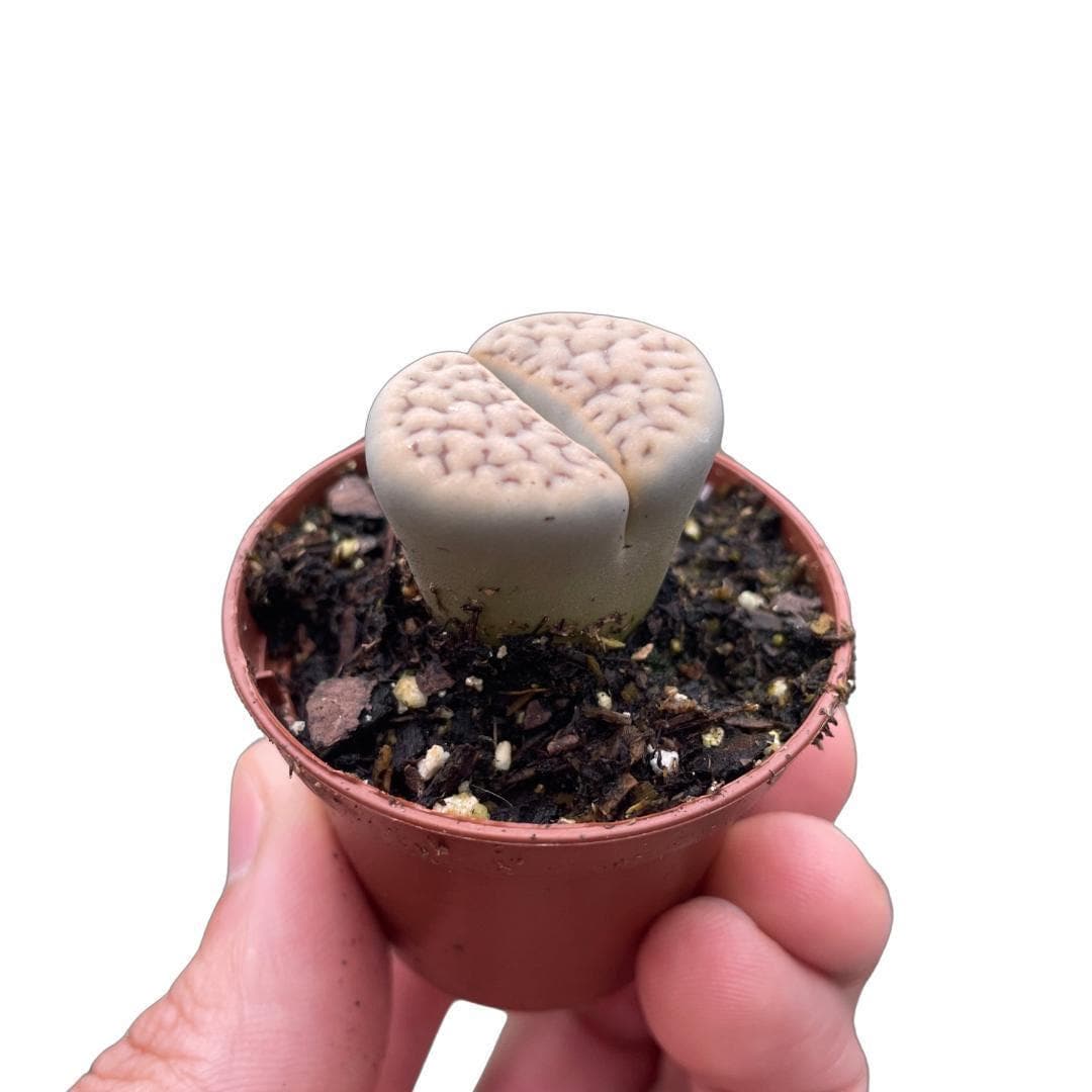 Lithop Living Stone