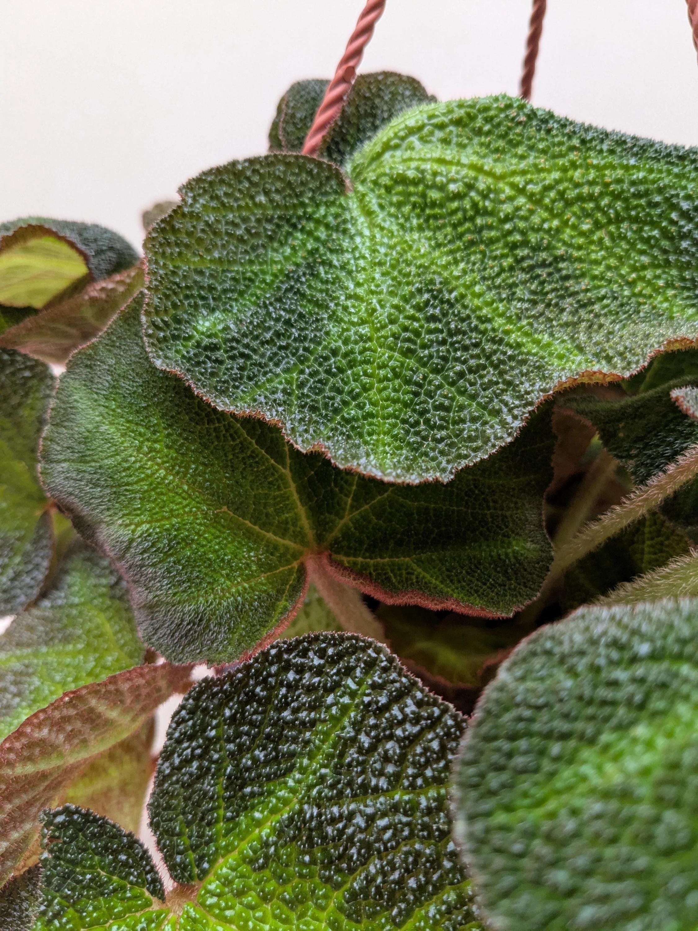 Begonia 'Soli Mutata'