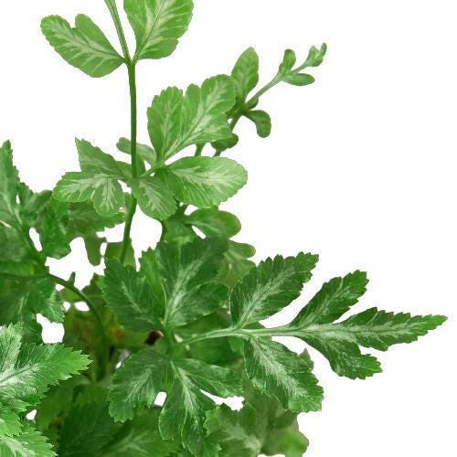 Fern 'Silver Lace'