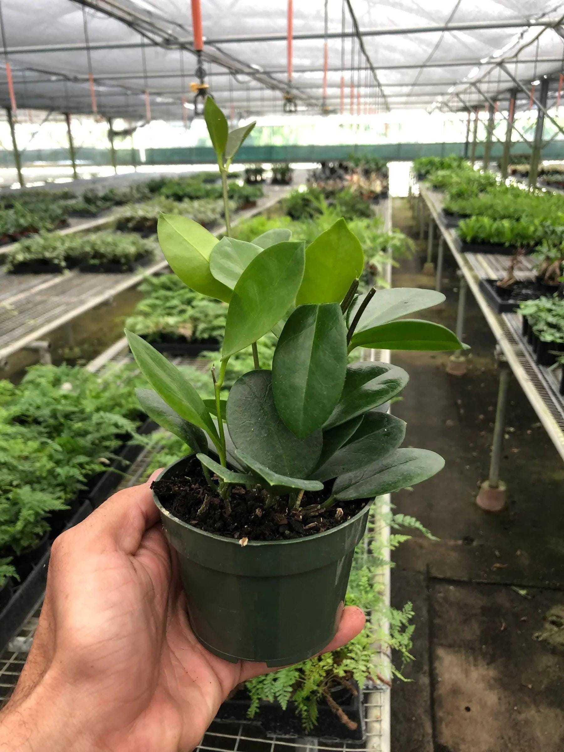May include: A small green potted plant with dark green leaves. The plant is in a dark green plastic pot.