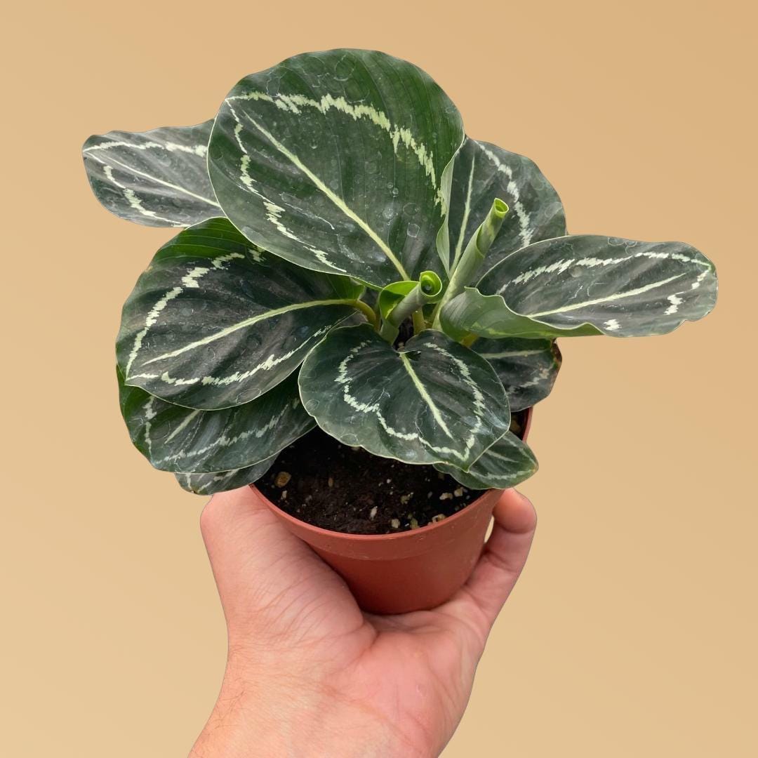 Calathea 'Green Goddess'
