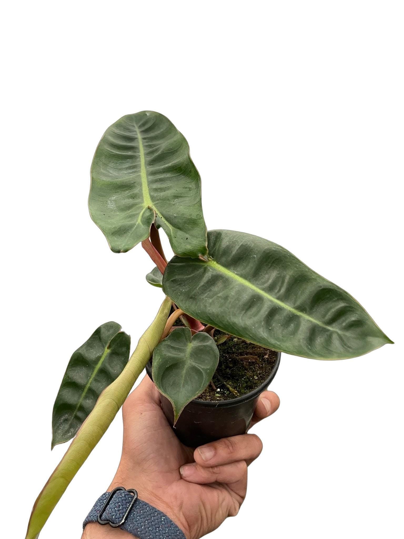 Philodendron 'Billietiae'