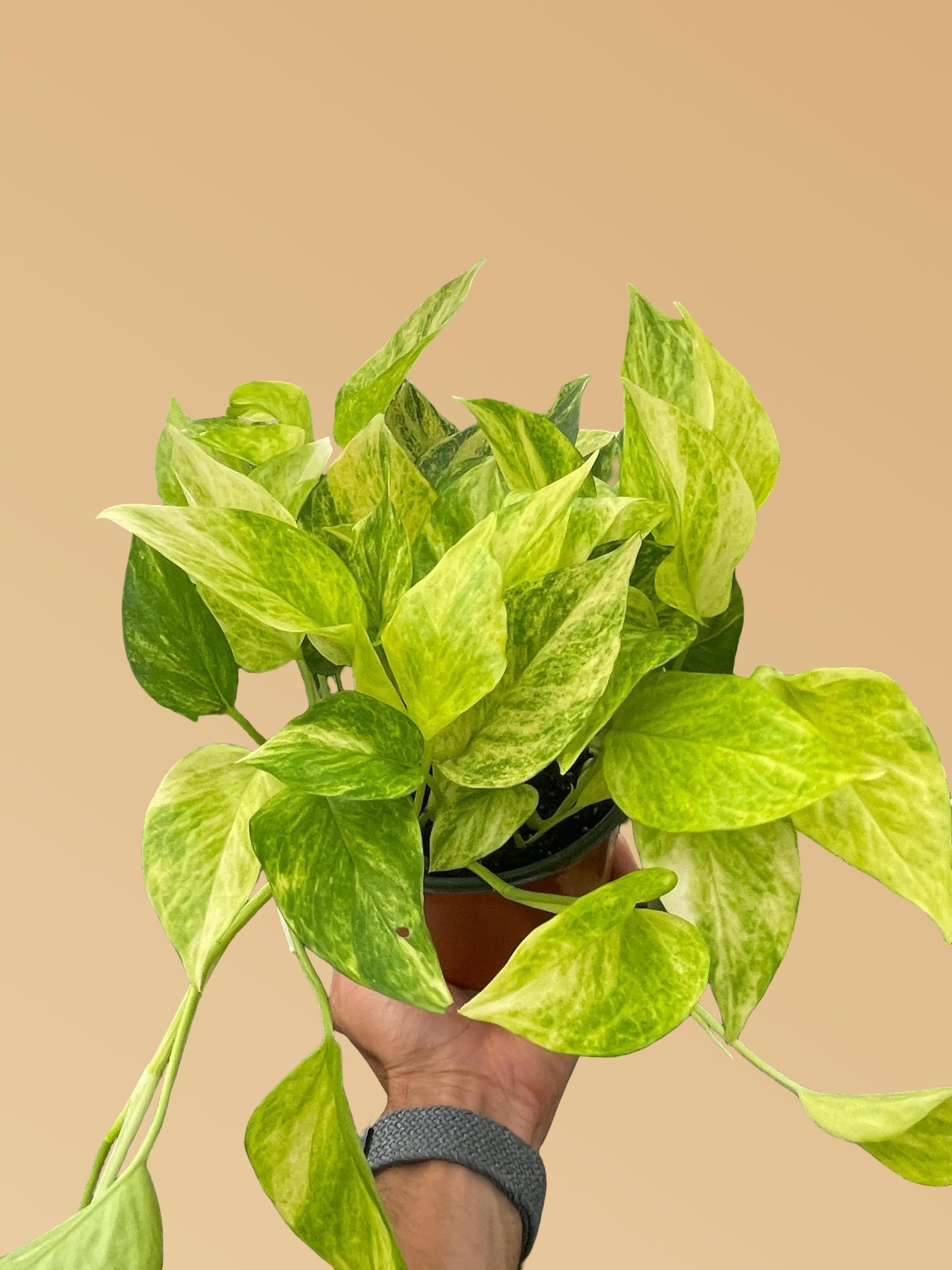 Pothos 'Neon Queen'