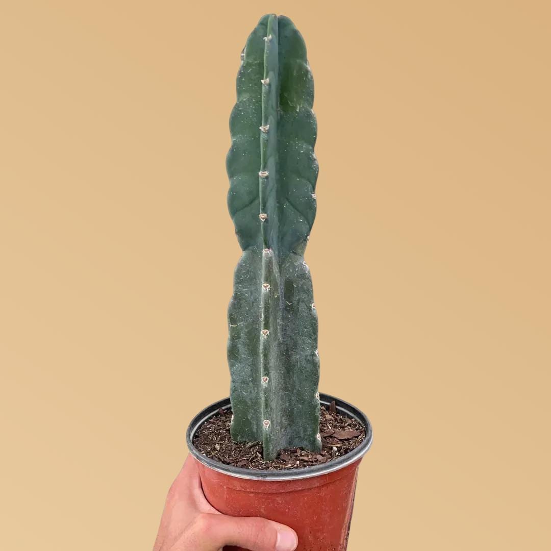 Succulent Cereus Cuddly Cactus