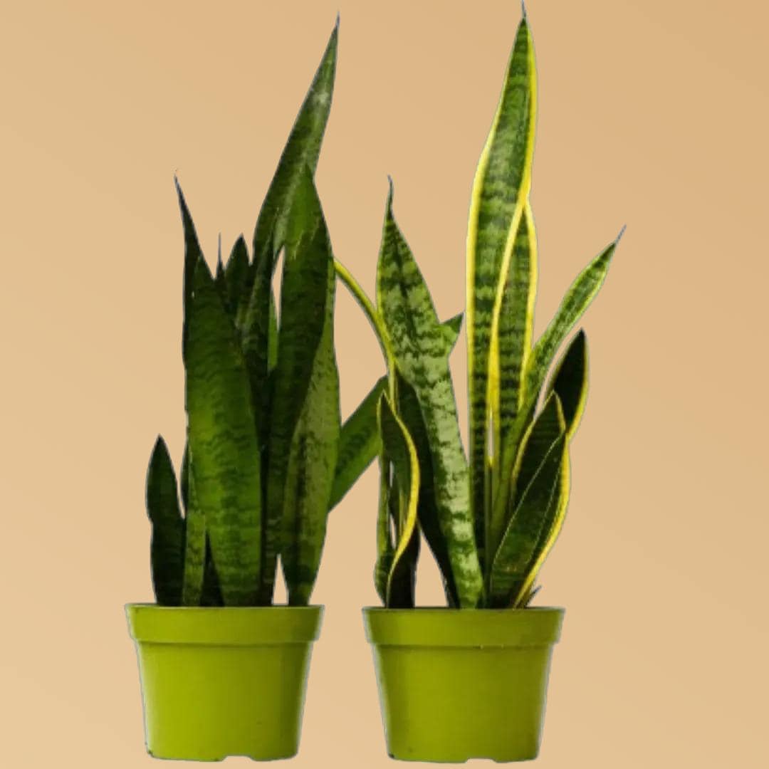 2 Snake Plant Variety Pack – Assorted 6” Sansevieria
