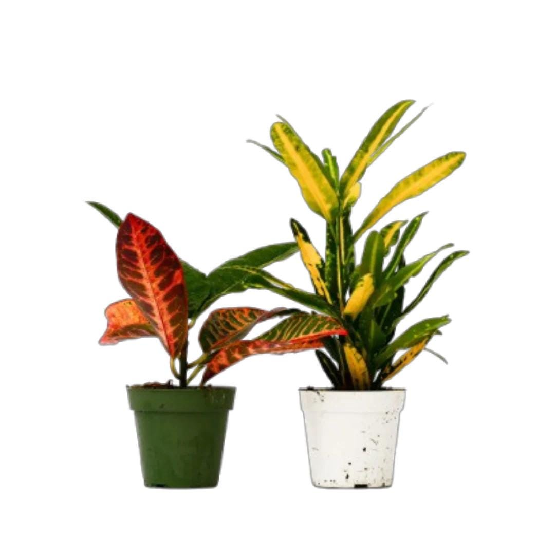2 Croton Variety Pack - 4" Pot