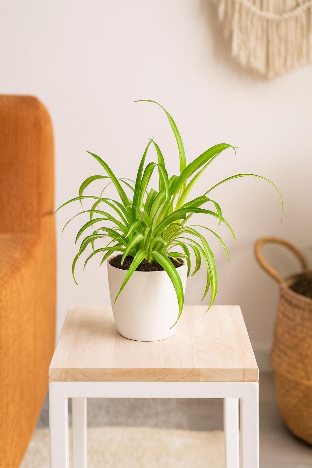 Spider Plant Hawaiian