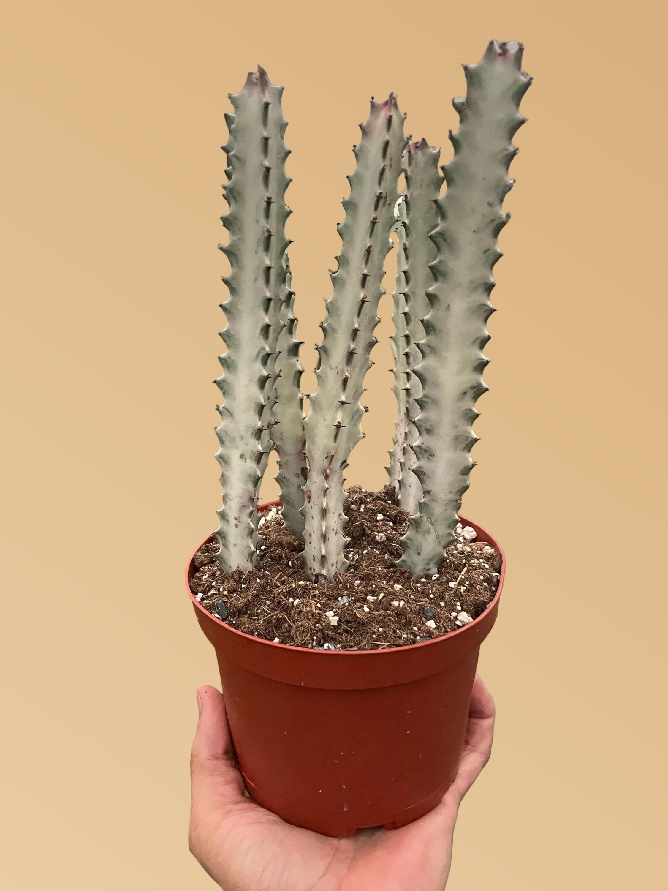 Succulent Euphorbia 'Dragon Bone'