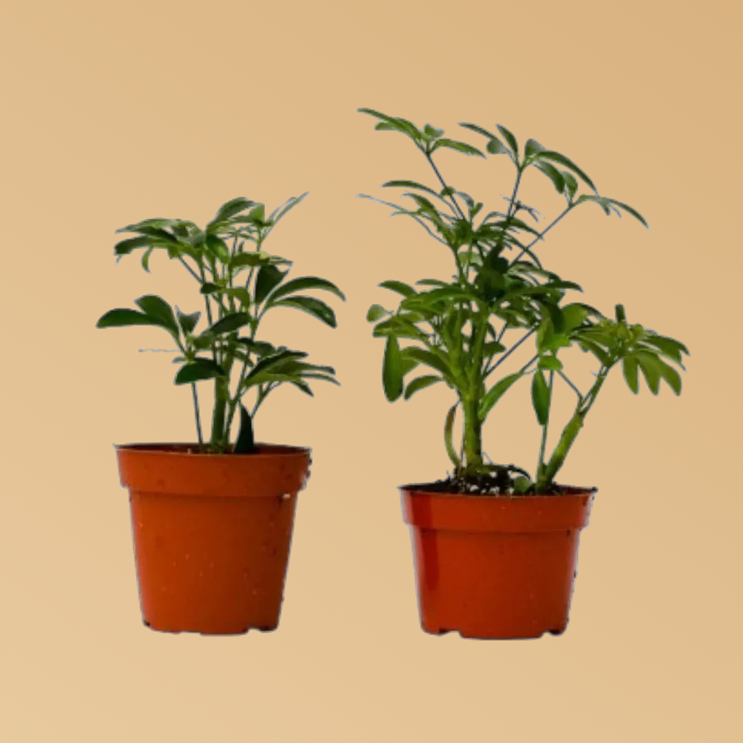 2 Different Schefflera Plants Variety Pack - 4" Pot