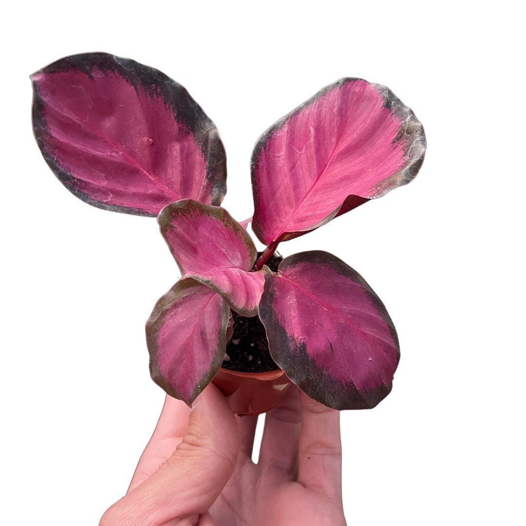 Calathea 'Purple Rose'