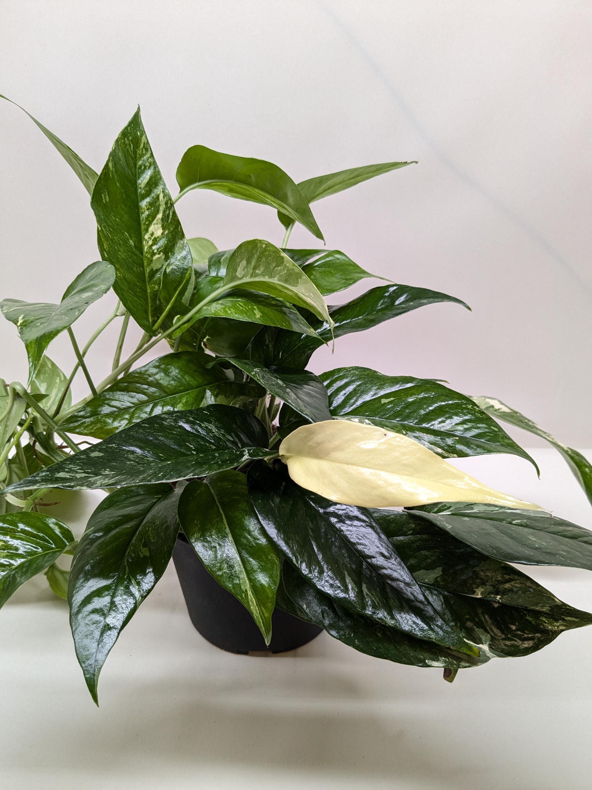 Epipremnum Pinnatum 'Albo-Variegata' 2" Pot Austin Jungle Co.