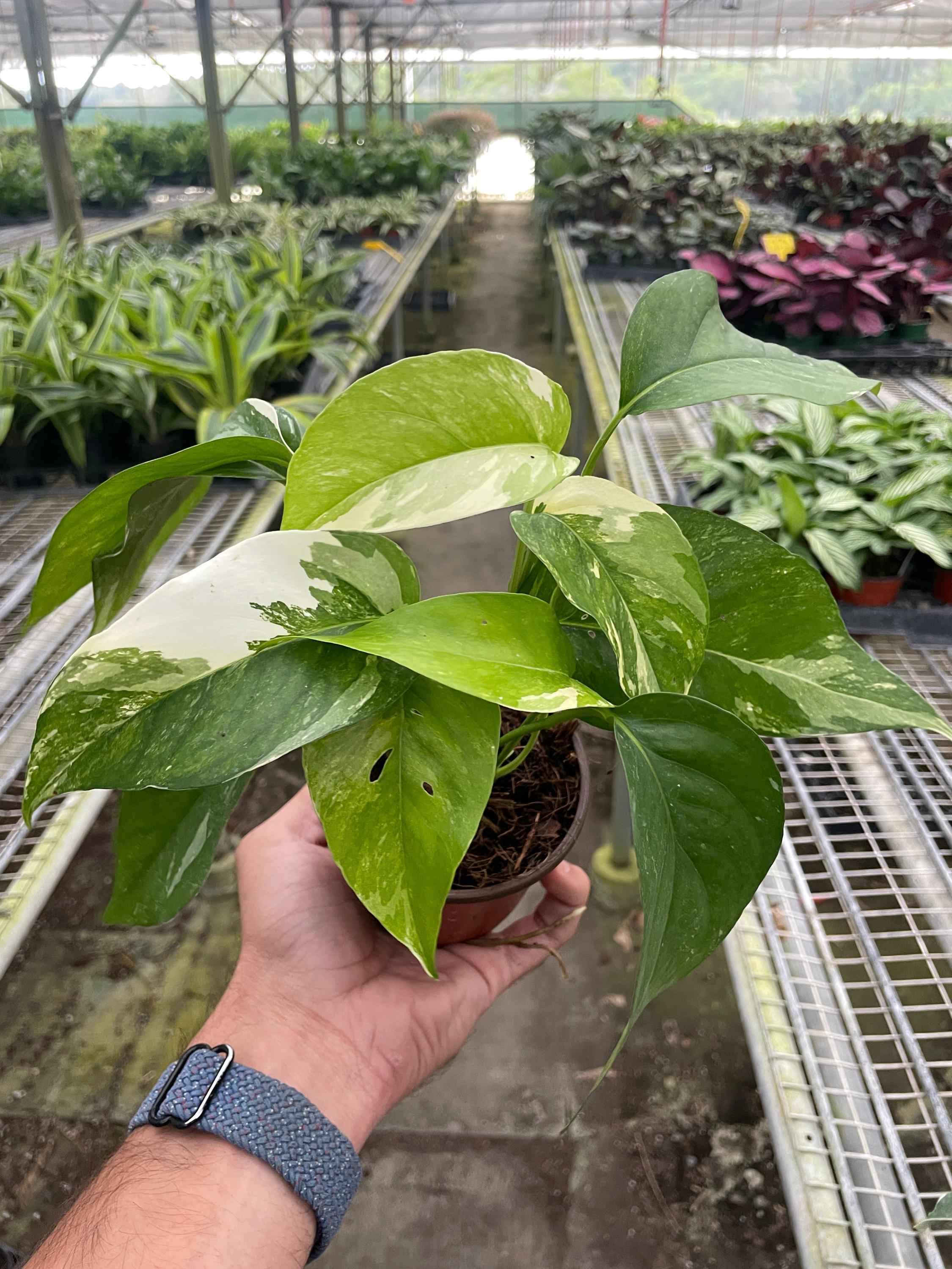 Epipremnum Pinnatum 'Albo-Variegata' 2" Pot Austin Jungle Co.
